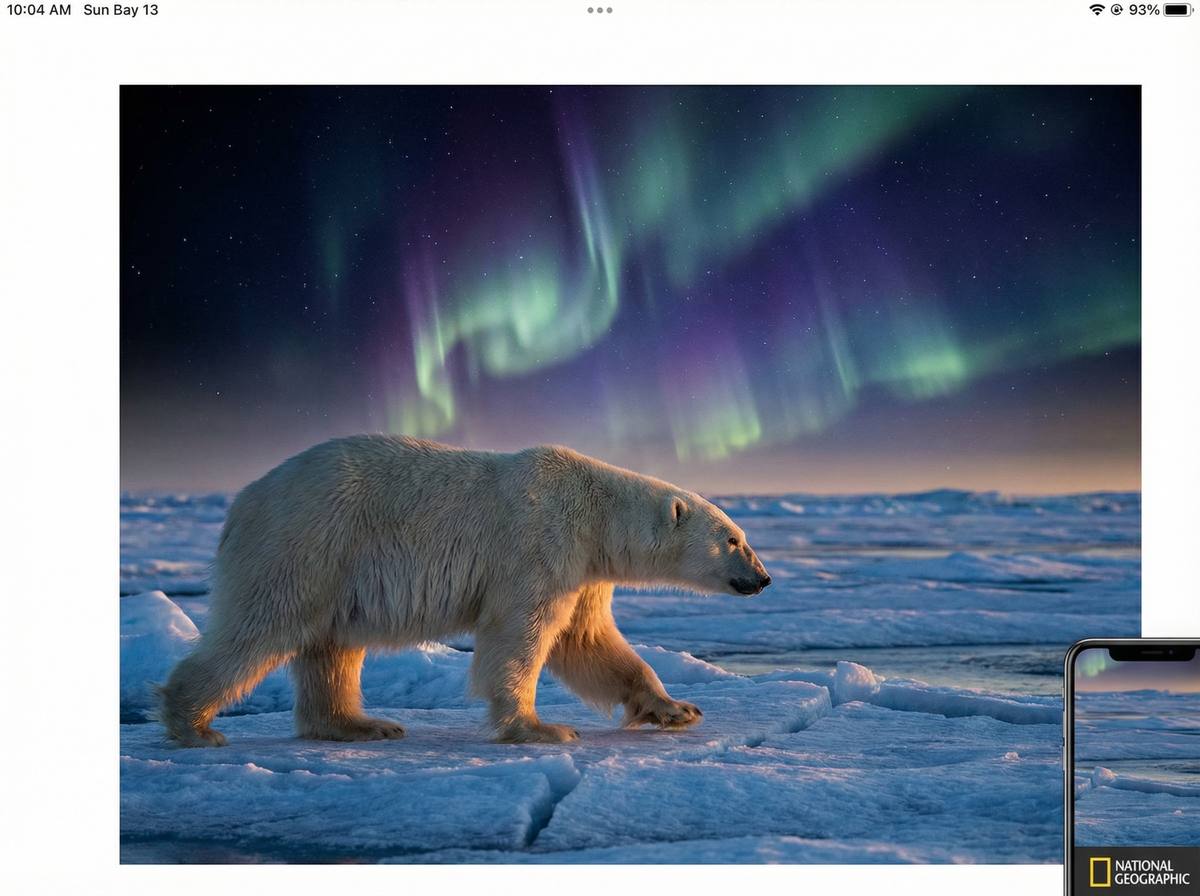 网红北极熊视频